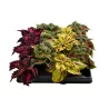 Coleus mix