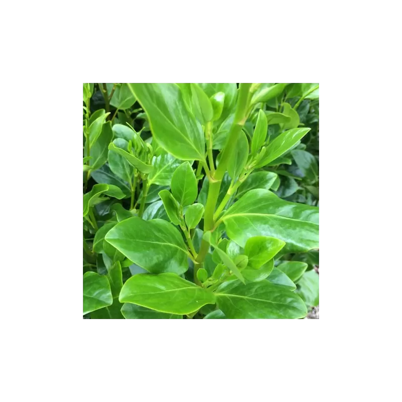 Griselinia littoralis 0,55L/P9cm 18tray