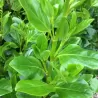 Griselinia littoralis 0,55L/P9cm 18tray