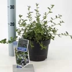 Kekinis ceanotas (galvažiedė) - Ceanothus thyrsiflorus repens