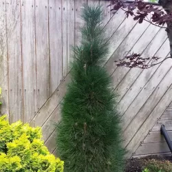 Juodoji pušis - Pinus nigra GREEN TOWER