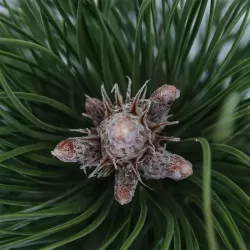 Juodoji pušis - Pinus nigra GREEN TOWER