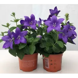 Plačvarpis - Platycodon grandiflorus BLUE P11