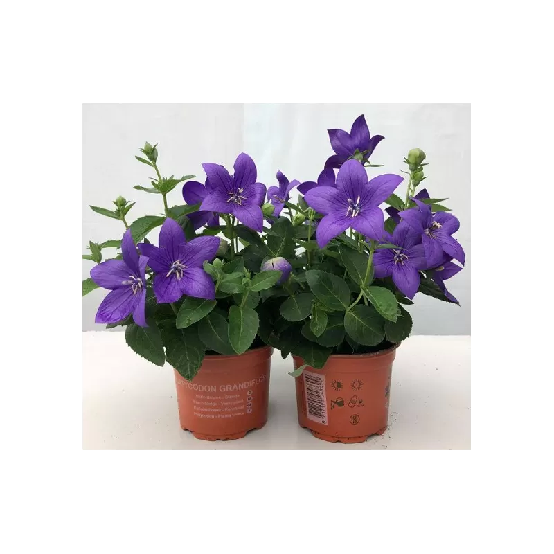 Plačvarpis - Platycodon grandiflorus  BLUE P11