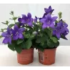 Plačvarpis - Platycodon grandiflorus  BLUE P11
