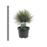 Juodoji pušis - Pinus nigra NANA