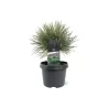 Juodoji pušis - Pinus nigra NANA