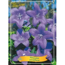 Plačvarpis - Platycodon grandiflorus  BLUE P11