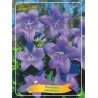 Plačvarpis - Platycodon grandiflorus  BLUE P11