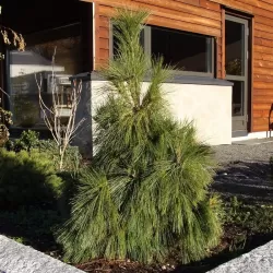 Šverino pušis - Pinus x schwerinii WIETHORST