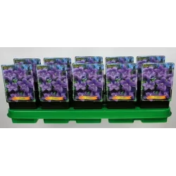 Plačvarpis - Platycodon grandiflorus  BLUE P11