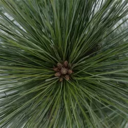Šverino pušis - Pinus x schwerinii WIETHORST