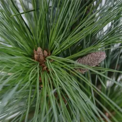 Garden plants/Trees/Flowers/ web-shop