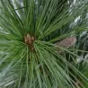 Šverino pušis - Pinus x schwerinii WIETHORST