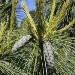 Šverino pušis - Pinus x schwerinii WIETHORST