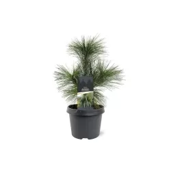 Šverino pušis - Pinus x schwerinii WIETHORST