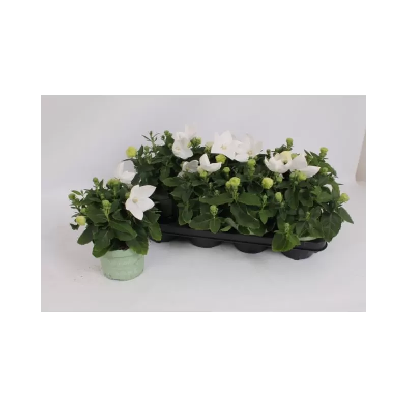 Plačvarpis - Platycodon grandiflorus  Albus /White P12/13 x8