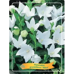 Plačvarpis - Platycodon grandiflorus  Albus /White P12/13 x8