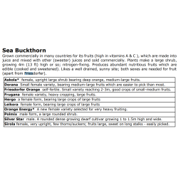 Sea Buckthorn - Hippophae rhamnoides FRIESDORFER ORANGE
