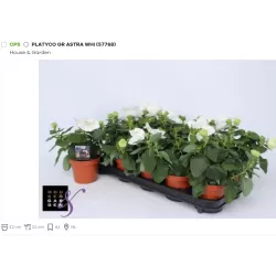 Plačvarpis - Platycodon grandiflorus  Albus /White P12/13 x8