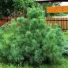 Veimutinė pušis - Pinus strobus (Nana) RADIATA