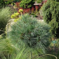 Veimutinė pušis - Pinus strobus (Nana) RADIATA