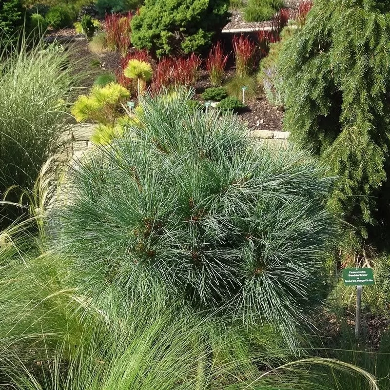 Garden plants/Trees/Flowers/ web-shop