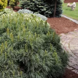 Veimutinė pušis - Pinus strobus TINY CURLS