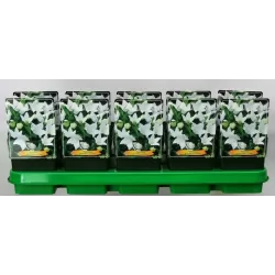 Plačvarpis - Platycodon grandiflorus  Albus /White P12/13 x8