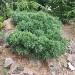 Veimutinė pušis - Pinus strobus TINY CURLS