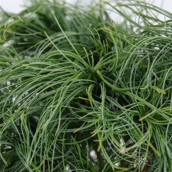 Veimutinė pušis - Pinus strobus TINY CURLS