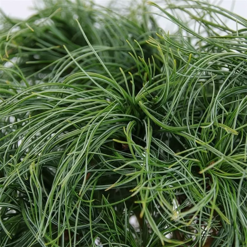 Veimutinė pušis - Pinus strobus TINY CURLS