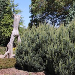 Paprastųjų pušų Norske Typ sodinukai su pristatymu į namus