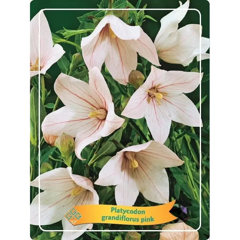 Plačvarpis - Platycodon grandiflorus Pink P11