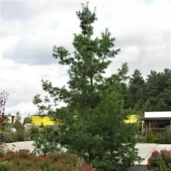 Himalajinė pušis - Pinus wallichiana