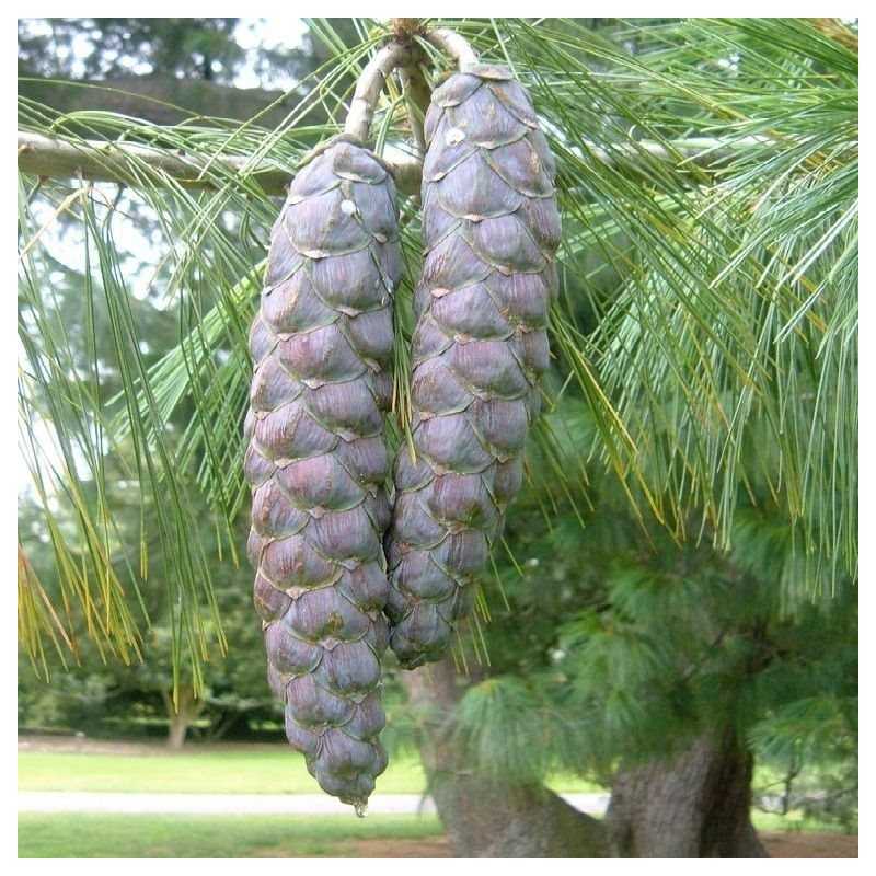 Užsisakyk augalus pavasariui jau dabar