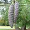 Himalajinė pušis - Pinus wallichiana