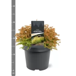 Vakarinė tuja - Thuja occidentalis GOLDEN TUFFET