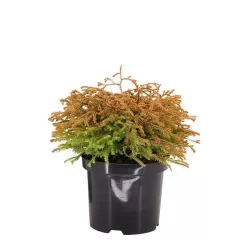 Vakarinė tuja - Thuja occidentalis GOLDEN TUFFET