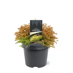 Vakarinė tuja - Thuja occidentalis GOLDEN TUFFET