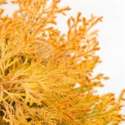 Vakarinė tuja - Thuja occidentalis RHEINGOLD