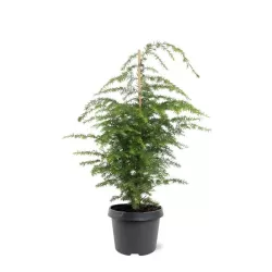 Garden plants/Trees/Flowers/ web-shop