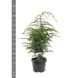 Garden plants/Trees/Flowers/ web-shop