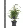 Garden plants/Trees/Flowers/ web-shop