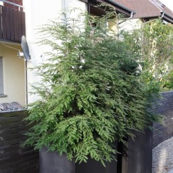 Garden plants/Trees/Flowers/ web-shop