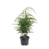 Garden plants/Trees/Flowers/ web-shop