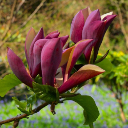 Magnolija - Magnolia BLACK BEAUTY