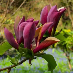 Magnolija - Magnolia BLACK BEAUTY
