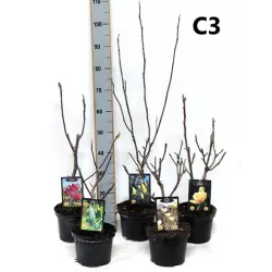 Magnolia acuminata BLUE OPAL