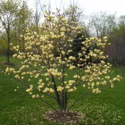 Magnolija - Magnolia BUTTERFLIES